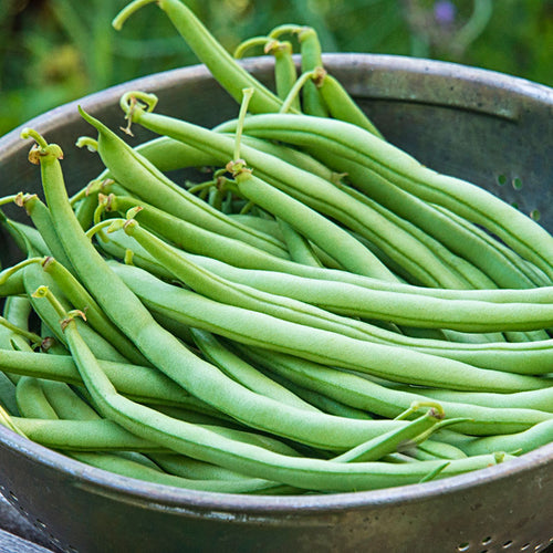 Blue lake peas, beans