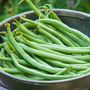 Blue lake peas, beans