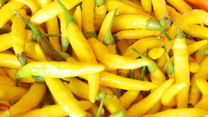 Hungarian chili pepper