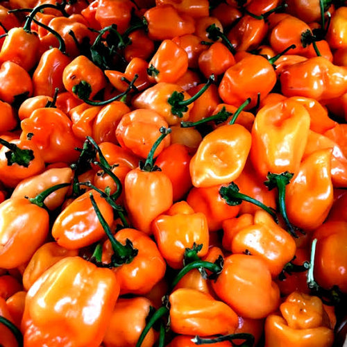 Habanero chili pepper