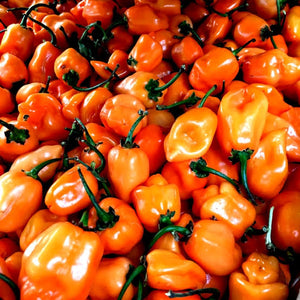 Habanero chili pepper