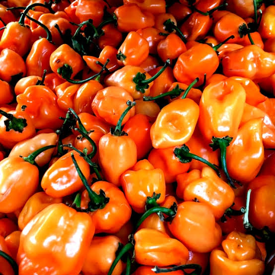 Habanero chili pepper