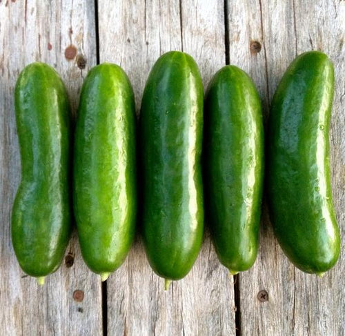 Persian cucumber, pepino persa