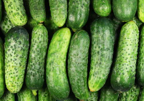 Pickling cucumber, pepinillo