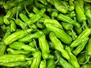 Shishito chili pepper